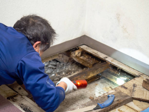 Best Certified Mold Removal  in Wellston, MO