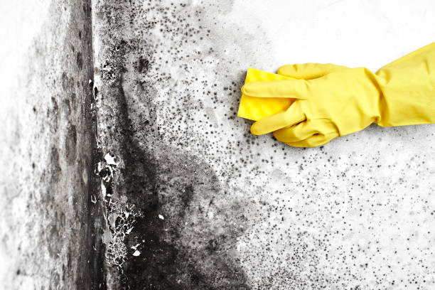 Reliable Wellston, MO Mold Removal Solutions