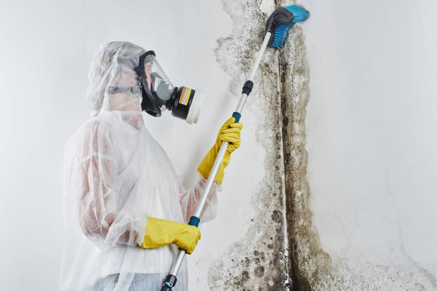 Best Mold Cleaning Services  in Wellston, MO