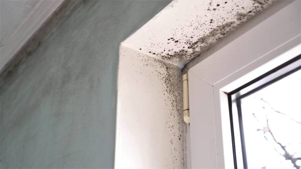 Best Home Mold Removal  in Wellston, MO
