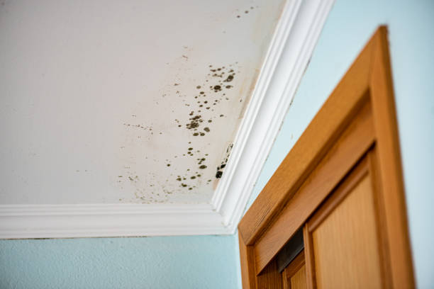 Best Attic Mold Removal  in Wellston, MO