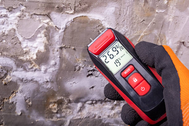 Best Toxic Mold Removal  in Wellston, MO