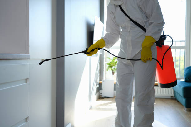 Best Best Mold Removal Companies  in Wellston, MO