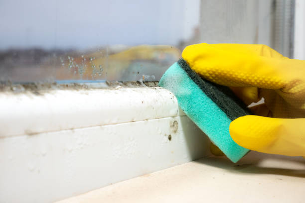 Best Fast Mold Removal  in Wellston, MO