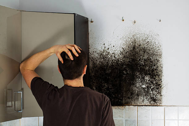Best Fast Mold Removal  in Wellston, MO