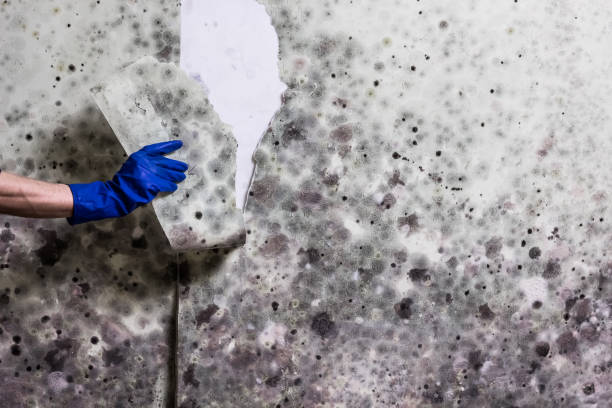 Best Mold Cleaning Services  in Wellston, MO