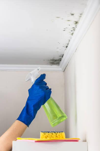 Best Mold Remediation  in Wellston, MO
